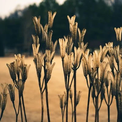 Potentes Melodías de Sueño Profundo | Una Relajación Instantánea 專輯 Mantra para Meditar/Musica relajante con sonidos de la naturaleza/Canciones De Cuna Para Dormir Bebes