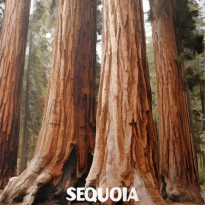 Sequoia 專輯 Nora van Elken