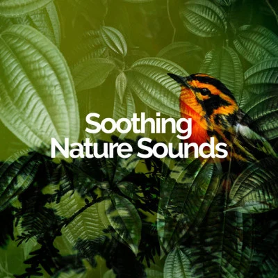 歌手 Soothing Nature SoundsNatural SamplesTailormade Ocean Waves