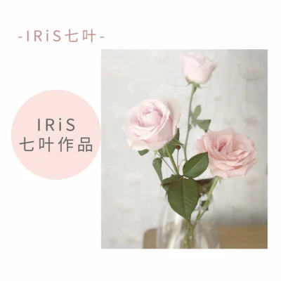 IRiS七葉 歌手