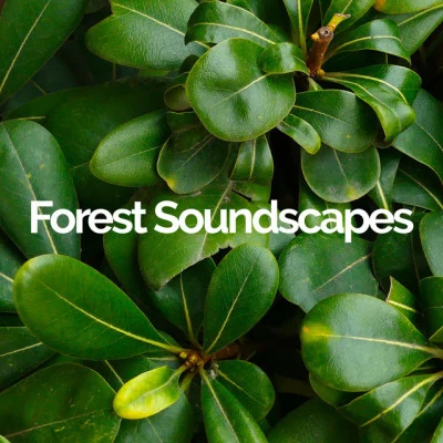 歌手 Forest SoundscapesRain Sound StudioRelaxationMindfulness Meditation World