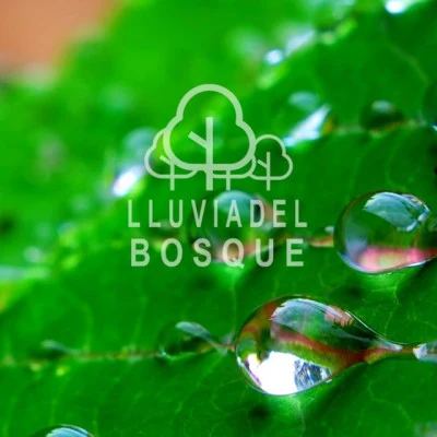 Lluvia del Bosque/Sueño Profundo Club/Lluvia para Dormir dorm IR: so你do的L擼via