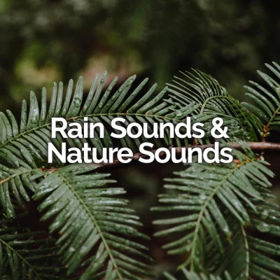 Rain Sounds & Nature Sounds 歌手