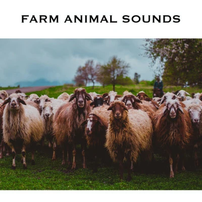 Farm Animal Sounds 歌手